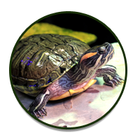 Reptile Room: Turtles